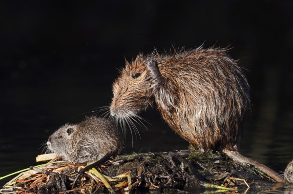 Nutria or swamp beaver (Myocastor coypus), female grooming with young, North Rhine-Westphalia, Germany, Neozoon in Europe