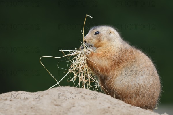 Black-tailed prairie dog (Cynomys ludovicianus) with dry grass at the burrow, North America