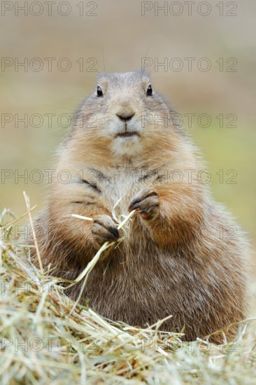 Black-tailed prairie dog (Cynomys ludovicianus) eats blades of grass, North America