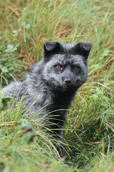 Red fox, silver phase or silver fox (Vulpes vulpes), captive, Germany