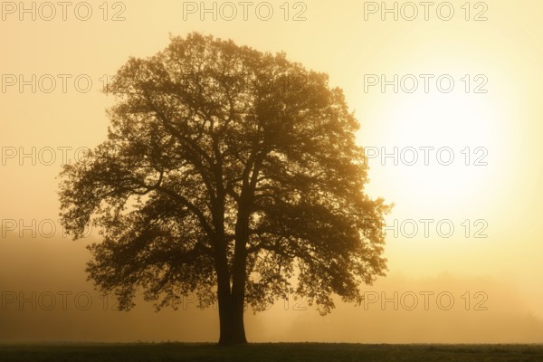 English oak (Quercus robur, Quercus pedunculata) in the morning mist at sunrise, North Rhine-Westphalia, Germany