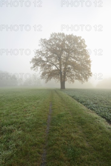 English oak (Quercus robur, Quercus pedunculata) on a field path in the morning mist, North Rhine-Westphalia, Germany
