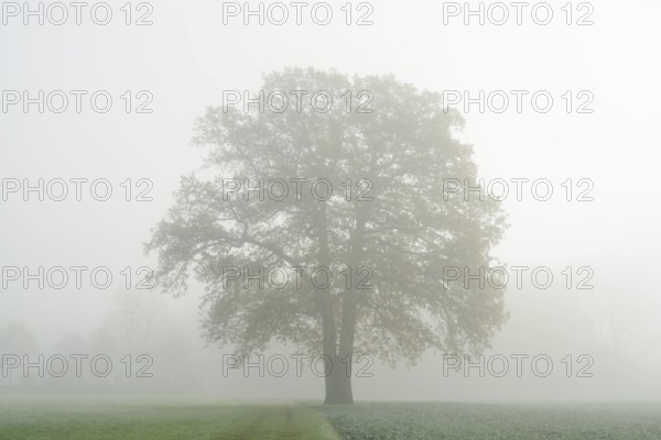 English oak (Quercus robur, Quercus pedunculata) in a field in the morning mist, North Rhine-Westphalia, Germany