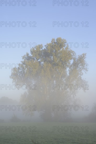 Bastard black poplar or Canada poplar (Populus ×canadensis, Populus ×euramericana) in the morning mist, North Rhine-Westphalia, Germany