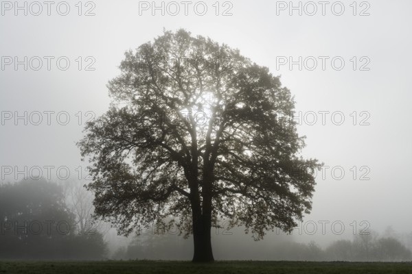 English oak (Quercus robur, Quercus pedunculata) in fog, North Rhine-Westphalia, Germany