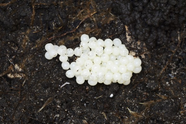 Red slug (Arion rufus), clutch, eggs, North Rhine-Westphalia, Germany