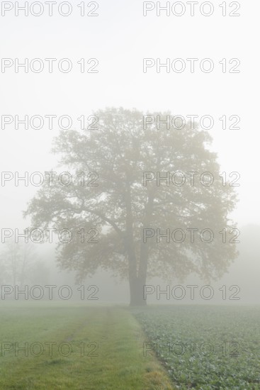 English oak (Quercus robur, Quercus pedunculata) in a field in the morning mist, North Rhine-Westphalia, Germany