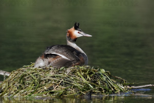 Great Crested Grebe (Podiceps Scalloped ribbonfish) sitting on its nest, North Rhine-Westphalia, Germany