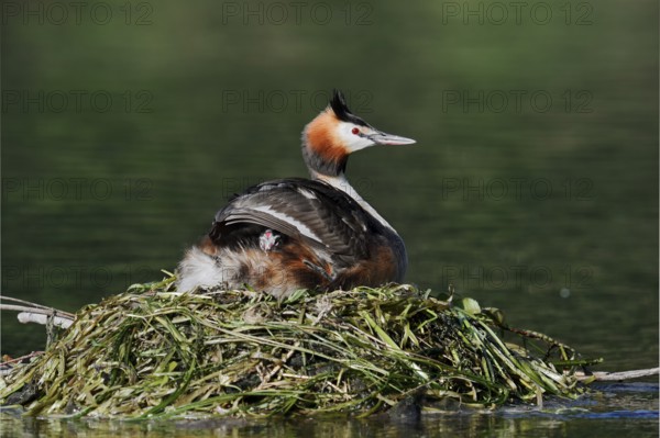 Great Crested Grebe (Podiceps scalloped ribbonfish) with chicks on the nest, North Rhine-Westphalia, Germany