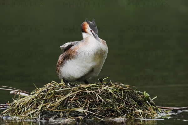 Great Crested Grebe (Podiceps cristatus) on the nest, North Rhine-Westphalia, Germany
