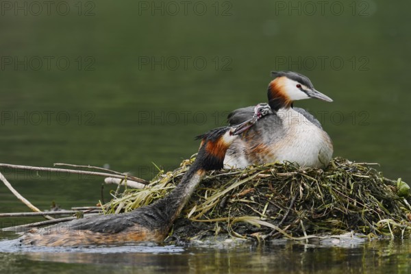 Great Crested Grebe (Podiceps Scalloped ribbonfish) feeding chicks on the nest, North Rhine-Westphalia, Germany