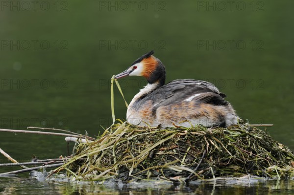 Great Crested Grebe (Podiceps scalloped ribbonfish) with nesting material in its beak sitting brooding on the nest, North Rhine-Westphalia, Germany