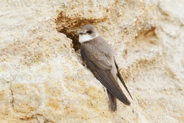 Sand martin (Riparia riparia) at the breeding tube, Schleswig-Holstein, Germany