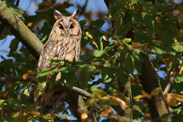 Long-eared owl (Asio otus) sitting in a tree, North Rhine-Westphalia, Germany