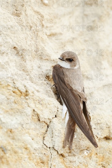 Sand martin (Riparia riparia) sitting on the breeding wall, Schleswig-Holstein, Germany