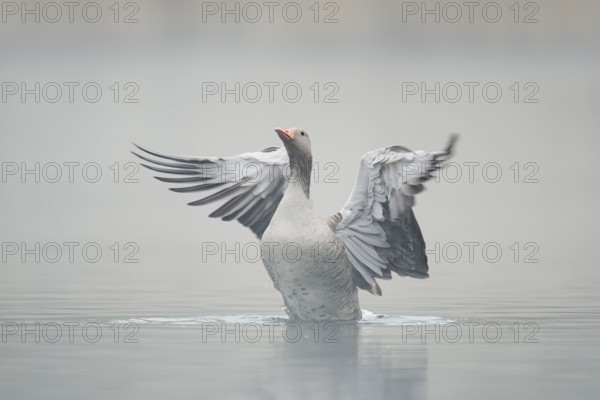 Greylag goose (Anser anser), wings flapping in the morning mist, North Rhine-Westphalia, Germany