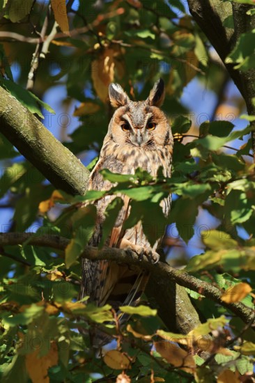 Long-eared owl (Asio otus) sitting in a tree, North Rhine-Westphalia, Germany