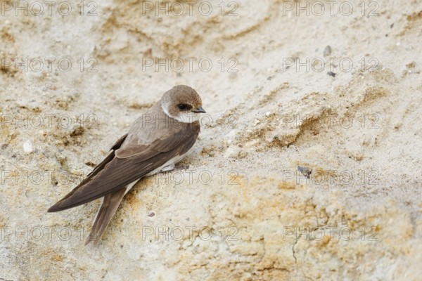 Sand martin (Riparia riparia) sitting on the breeding wall, Schleswig-Holstein, Germany