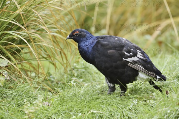 Black grouse (Lyrurus tetrix, Tetrao tetrix), black grouse, Bavaria, Germany