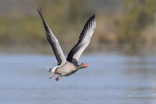 Greylag goose (Anser anser) flying over a lake, North Rhine-Westphalia, Germany
