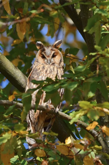 Long-eared owl (Asio otus) sitting in a tree in autumn, North Rhine-Westphalia, Germany
