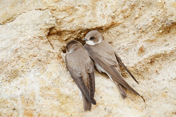 Sand martin (Riparia riparia), pair at the breeding tube, Schleswig-Holstein, Germany