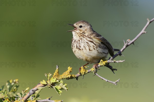 Meadow pipit (Anthus pratensis) sits singing on a branch, Schleswig-Holstein, Germany