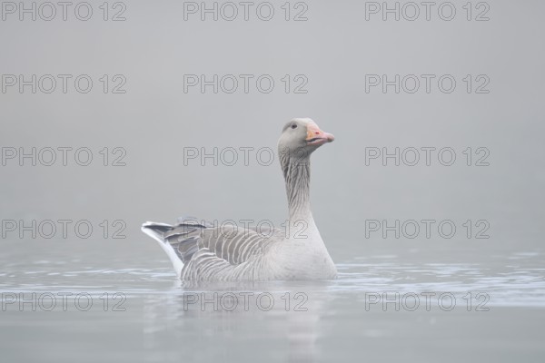 Greylag goose (Anser anser) swimming in the morning mist on a lake, North Rhine-Westphalia, Germany