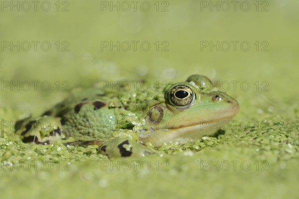 Edible Frog (Pelophylax esculentus, Rana esculenta) in a pond with Common duckweed (Lemna minor), North Rhine-Westphalia, Germany