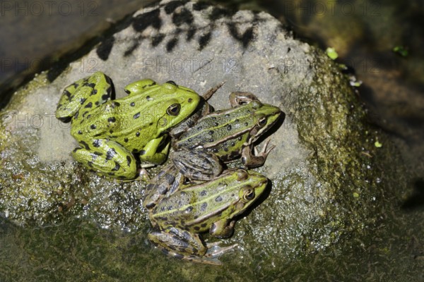 Pond frogs (Pelophylax esculentus, Rana esculenta) sitting on a stone, North Rhine-Westphalia, Germany