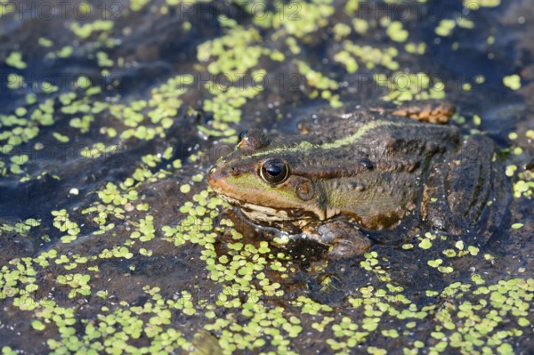 Lake frog (Pelophylax ridibundus, Rana ridibunda), North Rhine-Westphalia, Germany