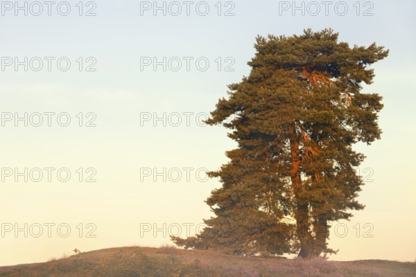 Scots pine or common pine (Pinus sylvestris), Westruper Heide, North Rhine-Westphalia, Germany
