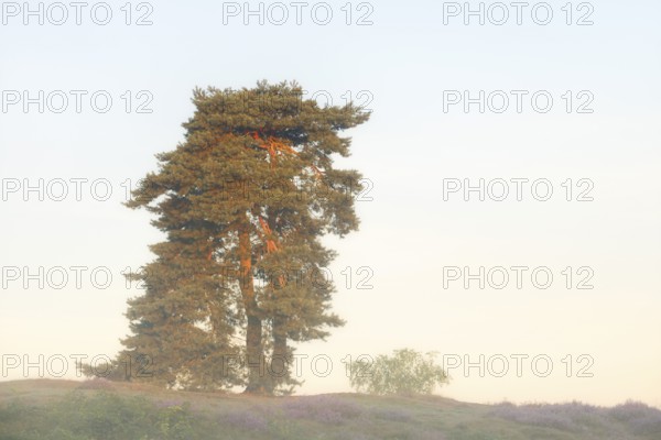 Scots pine or common pine (Pinus sylvestris) in the morning mist, Westruper Heide, North Rhine-Westphalia, Germany