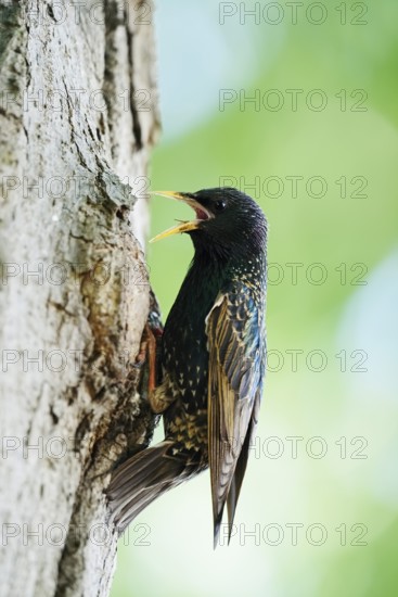 Starling (Sturnus vulgaris) at the breeding den, North Rhine-Westphalia, Germany