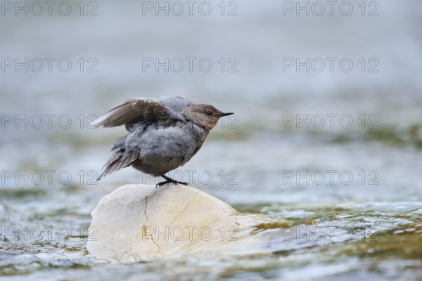 Grey White-throated White-throated Dipper (Cinclus mexicanus), Waterton Lakes National Park, Alberta, Canada
