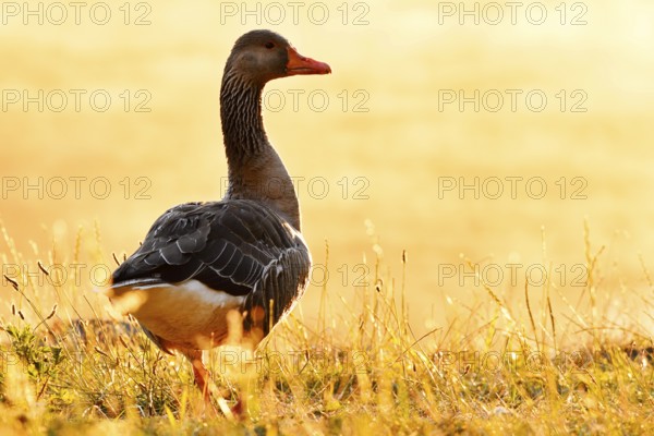 Greylag goose (Anser anser) standing against the light in a meadow at sunrise, North Rhine-Westphalia, Germany