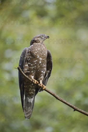 Honey buzzard (Pernis apivorus) sitting on a branch, Bavaria, Germany