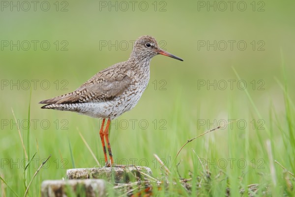Redshank (Tringa totanus), Schleswig-Holstein, Germany