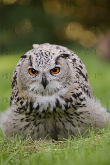 Turkmen Eagle Owl or Turkmen Eagle Owl (Bubo bubo omissus) sitting in a meadow, captive, occurrence in Asia