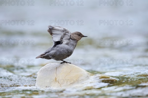 Grey dipper (Cinclus mexicanus) sitting on a rock and stretching its wings, Waterton Lakes National Park, Alberta, Canada