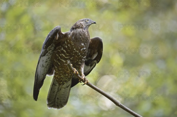 Honey buzzard (Pernis apivorus) sitting on a branch, Bavaria, Germany
