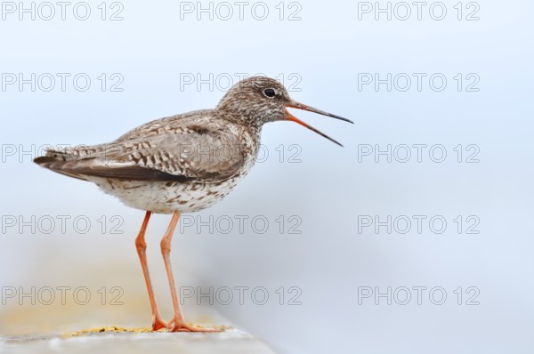 Redshank (Tringa totanus) calling, Schleswig-Holstein, Germany