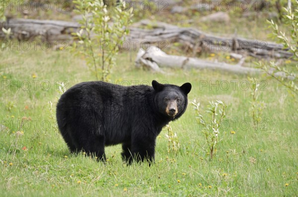 American Black Bear (Ursus americanus), Jasper National Park, Alberta, Canada