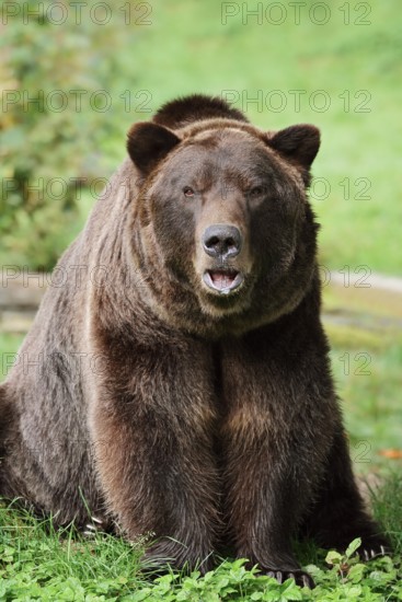 European brown bear (Ursus arctos arctos), captive, Bavaria, Germany