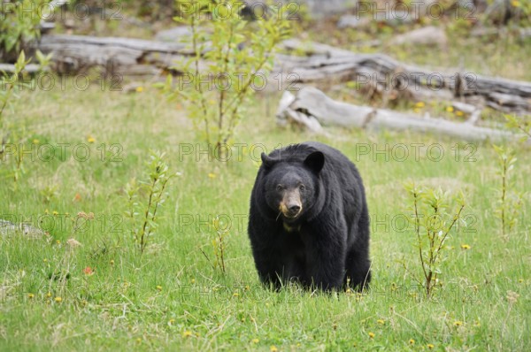 American Black Bear (Ursus americanus) eating grasses, Jasper National Park, Alberta, Canada