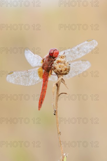 Scarlet Dragonfly (Crocothemis erythraea), male with dewdrops, North Rhine-Westphalia, Germany