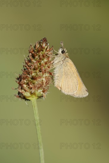 Small Skipper or Small Skipper butterfly (Thymelicus sylvestris) with dewdrops, North Rhine-Westphalia, Germany