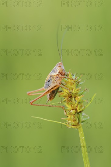Roesel's bush-cricket (Roeseliana roeselii, Metrioptera roeselii), male, North Rhine-Westphalia, Germany