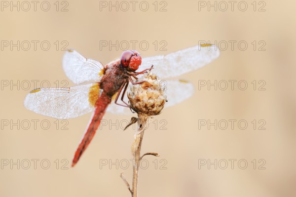 Scarlet Dragonfly (Crocothemis erythraea), male with dewdrops, North Rhine-Westphalia, Germany