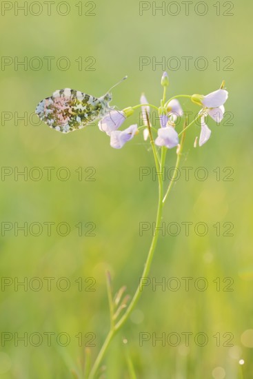 Aurora butterfly (Anthocharis cardamines), male sitting on a flower of meadow foamwort (Cardamine pratensis), North Rhine-Westphalia, Germany